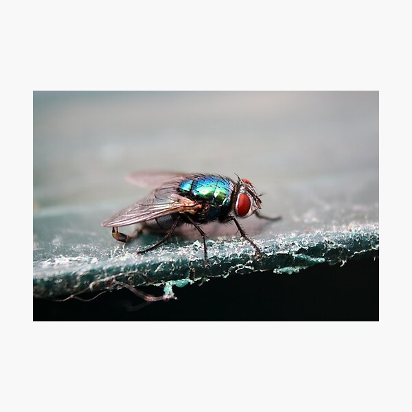 Item preview, Greenbottle fly designed and sold by GreyFeatherPhot.