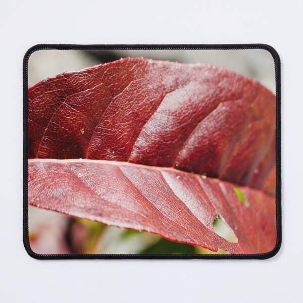 Item preview, Deep Red Autumn Leaf Soft Focus Macro designed and sold by CKsLens.