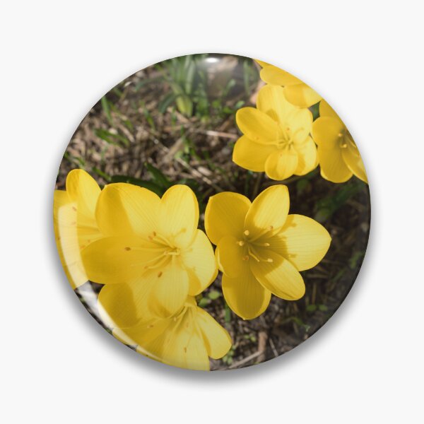Item preview, Sunlit Bunch of Yellow Crocuses in Spring designed and sold by Georgia Mizuleva.