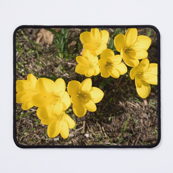 Item preview, Sunlit Bunch of Yellow Crocuses in Spring designed and sold by Georgia Mizuleva.