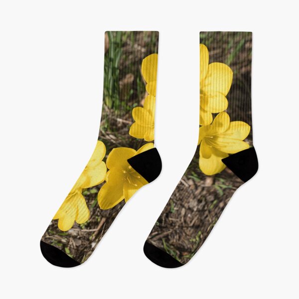 Item preview, Sunlit Bunch of Yellow Crocuses in Spring designed and sold by Georgia Mizuleva.
