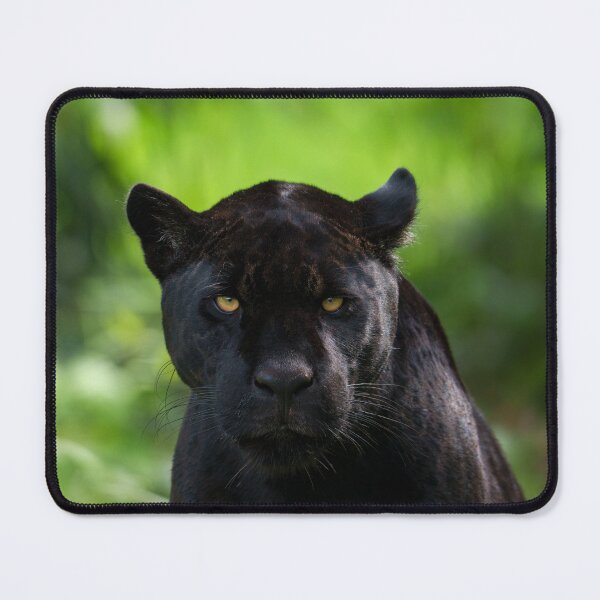 Item preview, Piercing Silence – Black Jaguar designed and sold by rawshutterbug.