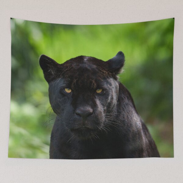 Item preview, Piercing Silence – Black Jaguar designed and sold by rawshutterbug.