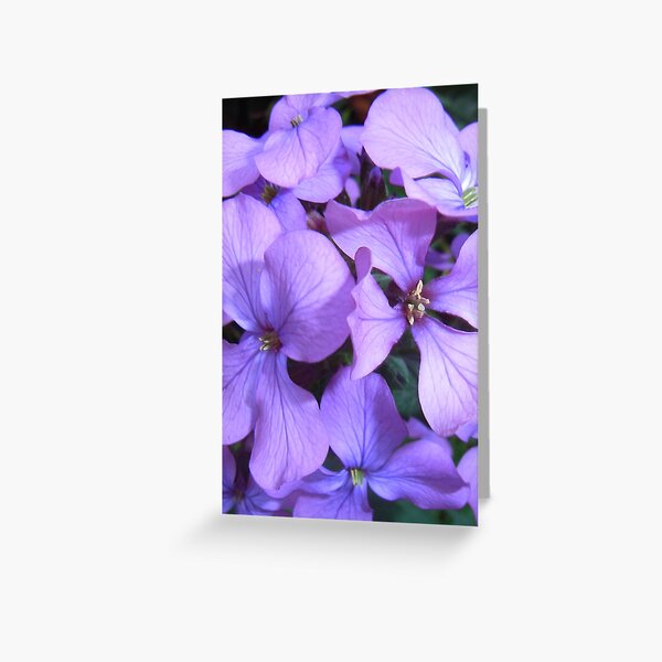 Purple Haze Greeting Card