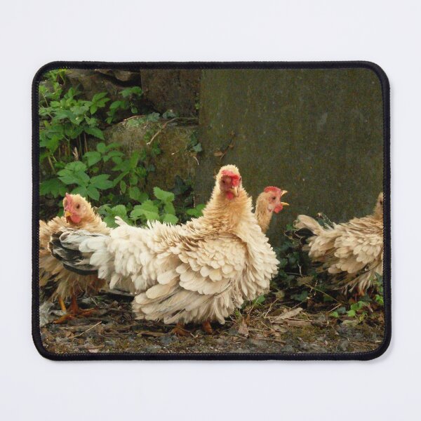 Item preview, Posing for chicken feed designed and sold by missmoneypenny.