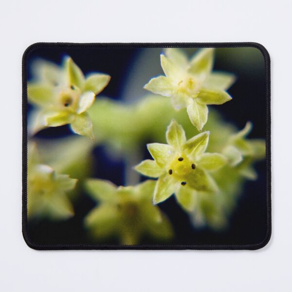Item preview, Lady's mantle designed and sold by missmoneypenny.