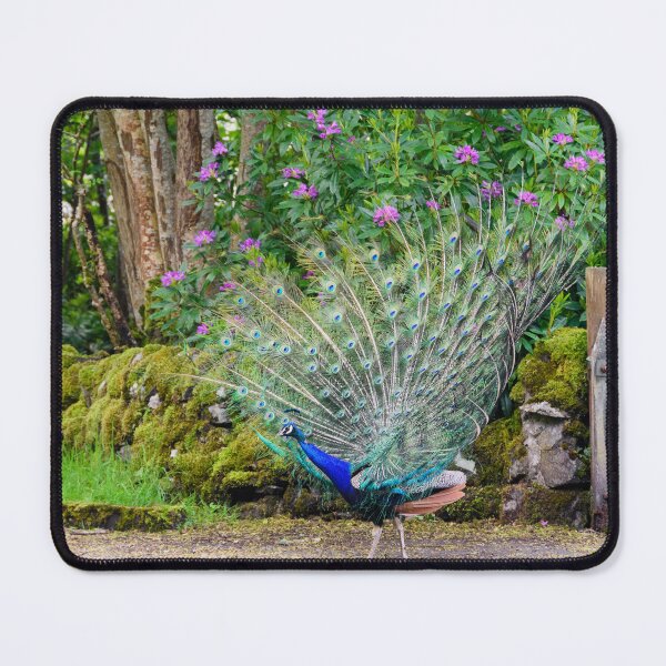 Item preview, Majestic Peacock, Isle of Islay designed and sold by Kasia Design.