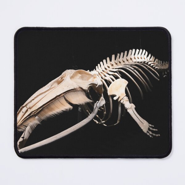 Item preview, Husavik Minke Whale designed and sold by DiFigianoPhoto.