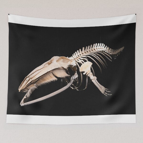Item preview, Husavik Minke Whale designed and sold by DiFigianoPhoto.