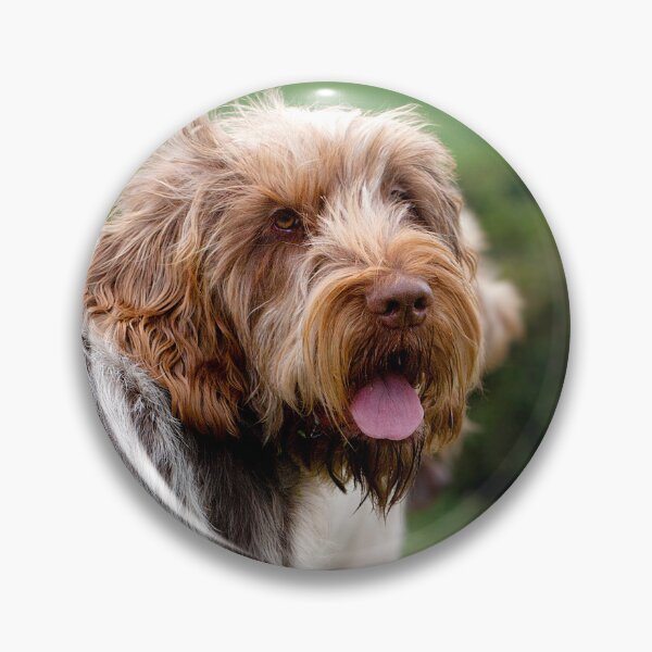 Item preview, Looking Back Spinone – Italian Spinone Dog by heidiannemorris © designed and sold by FOLK ART FUSION.