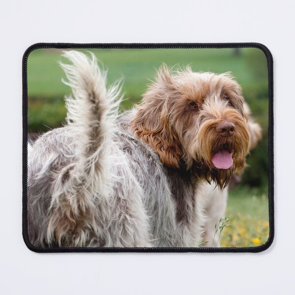 Item preview, Looking Back Spinone – Italian Spinone Dog by heidiannemorris © designed and sold by FOLK ART FUSION.