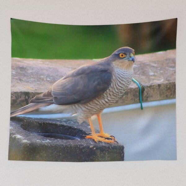 Item preview, Sparrowhawk - male designed and sold by missmoneypenny.
