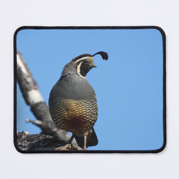 Item preview, California Quail, the State Bird designed and sold by Wonders Of Paradise.