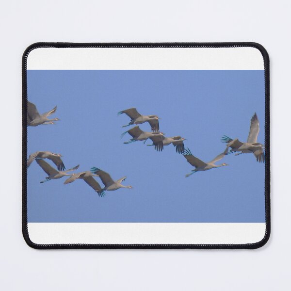 Item preview, Twelve Sandhill Cranes Flying By designed and sold by Wonders Of Paradise.