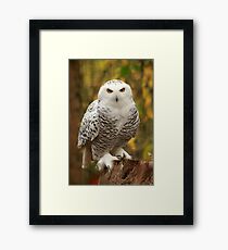 Pepsi, A Snowy Owl Framed Print
