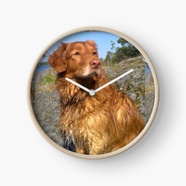 nova scotia, canard, péage, retriever, mouillé Horloge