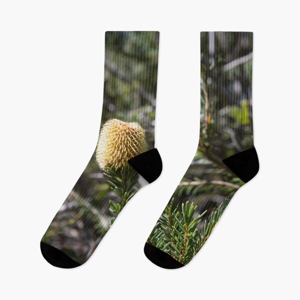 Artikelvorschau, Australische Banksia-Blüten – Fotografie einheimischer Pflanzen aus Kings Park Perth entworfen und verkauft von Michael van der Hoorn.