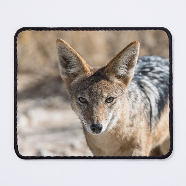 Item preview, Wild Gaze in the Dust – Black-Backed Jackal Portrait designed and sold by DavideAntoniani.