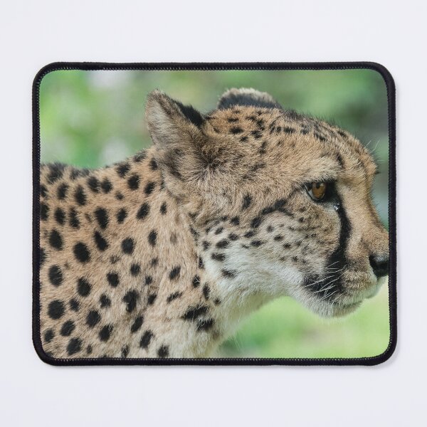 Item preview, Cheetah Poise — Amber Gaze, Quiet Power designed and sold by DavideAntoniani.