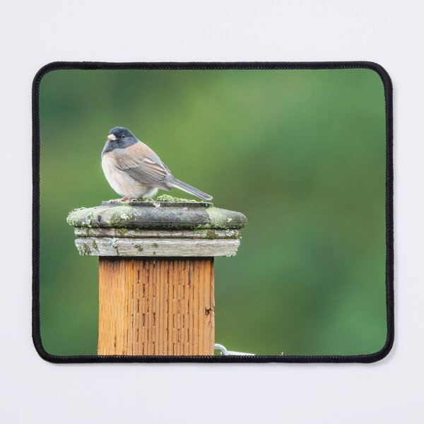 Item preview, Dark-Eyed Junco on a fence post designed and sold by lisavonbiela.
