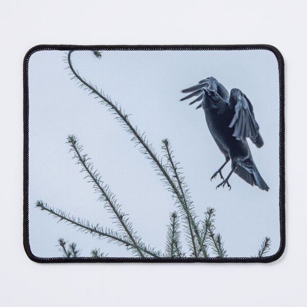 Item preview, American Crow taking off from high in the treetop designed and sold by lisavonbiela.