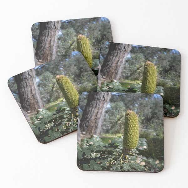 Item preview, Banksia Grandis in Dappled Light – Australian Native Flower Photography by Australian Photographer designed and sold by Michael van der Hoorn.