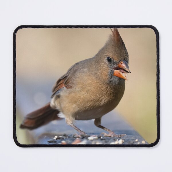 Item preview, Cardinal Grabbing Some Lunch designed and sold by Del Phoenix Photography.