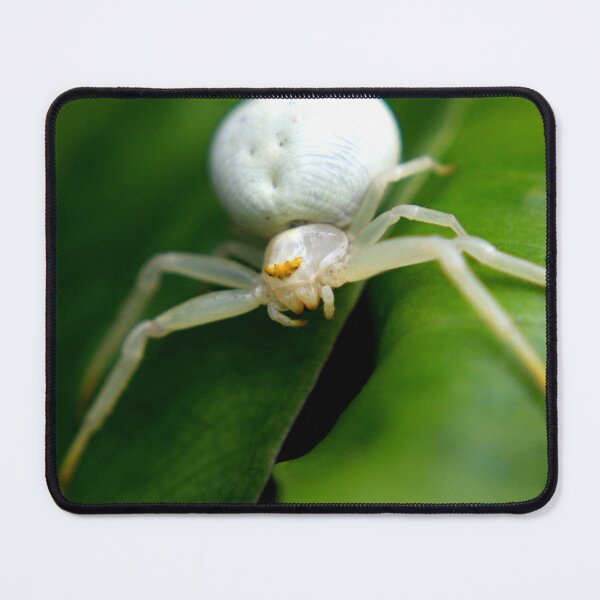 Item preview, Crab spider designed and sold by missmoneypenny.
