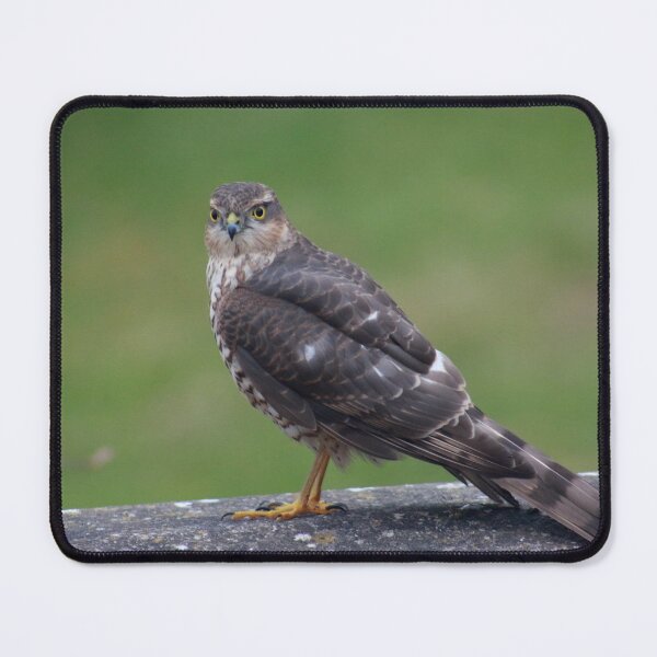 Item preview, Where have all the birds gone? designed and sold by missmoneypenny.