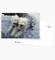 Lammy and Dexter in the snow Postcards
