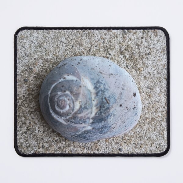 Item preview, Snail Shell on cement designed and sold by BigPhilly25.