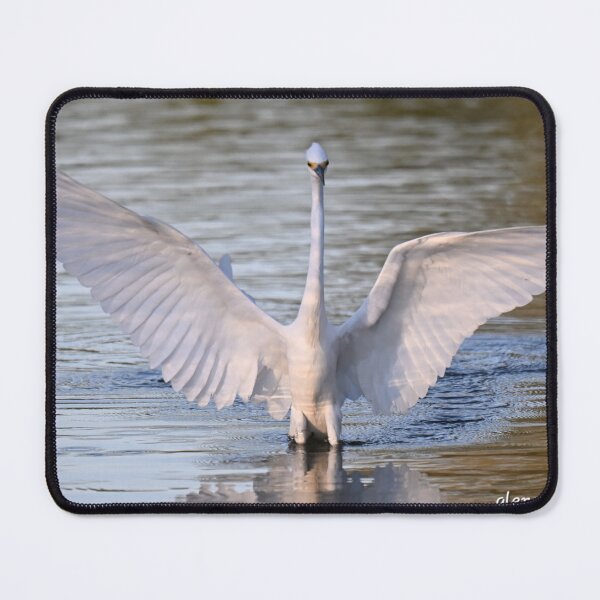 Item preview, Snowy Egret spreads its wings  designed and sold by Glennphotos.