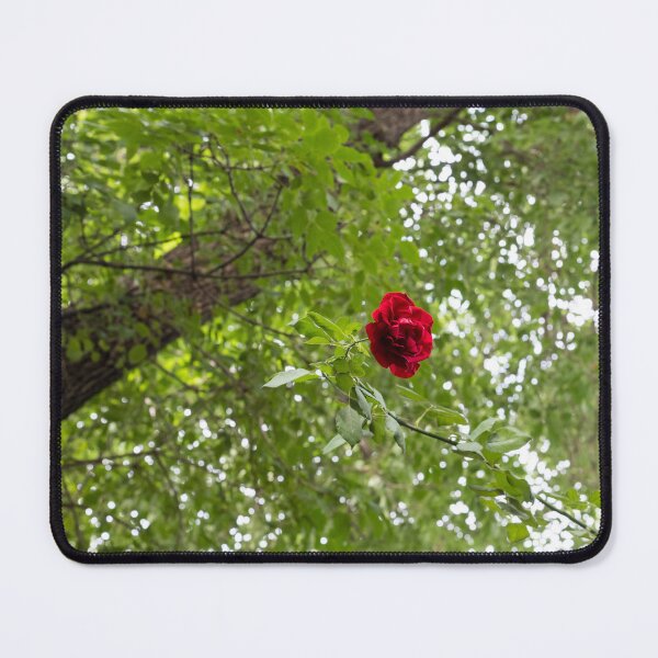 Item preview, Solitary Red Rose Against Green Treetop Leaves designed and sold by Georgia Mizuleva.