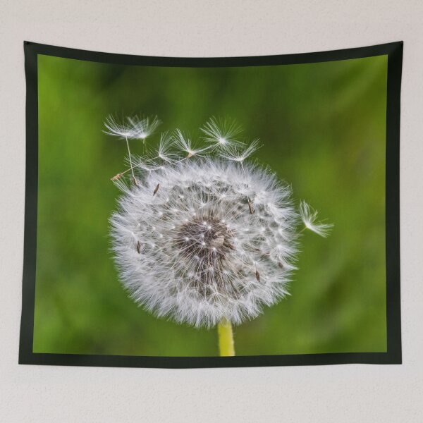 Item preview, Dandelion – Lightness & New Beginnings | Gift Idea with Nature Photography designed and sold by Katja LebenFreude.