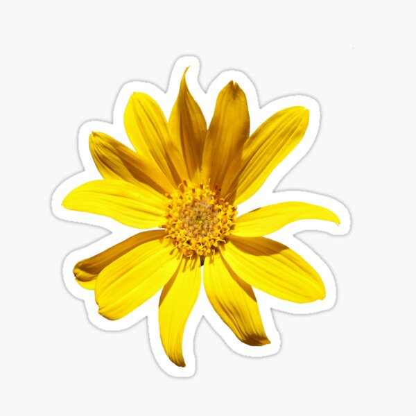 Balsamroot Sticker