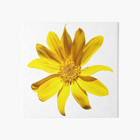 Balsamroot Art Board Print