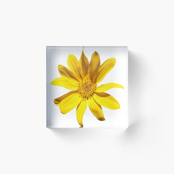 Balsamroot Acrylic Block