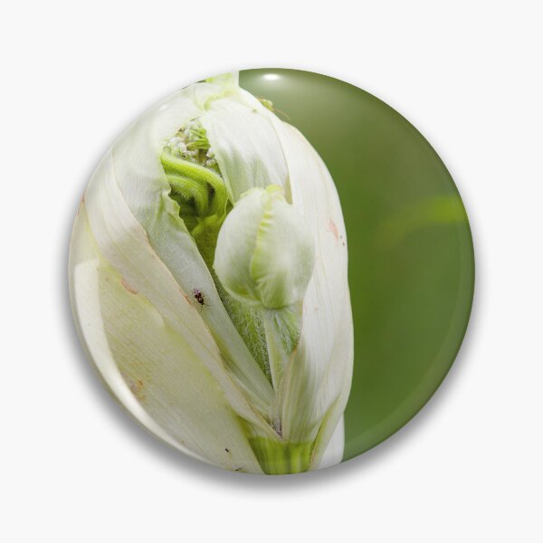 Item preview, Bursting bud of the cow parsnip designed and sold by Photopat.