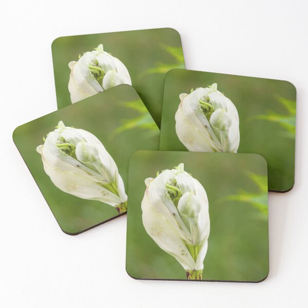 Item preview, Bursting bud of the cow parsnip designed and sold by Photopat.