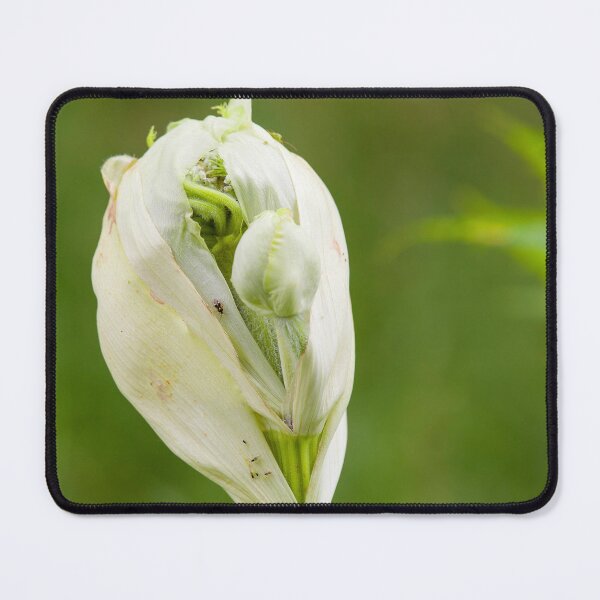 Item preview, Bursting bud of the cow parsnip designed and sold by Photopat.