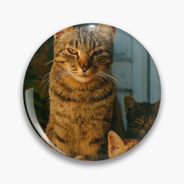 Item preview,  "Trio Felino ao Entardecer" designed and sold by Leonornature.
