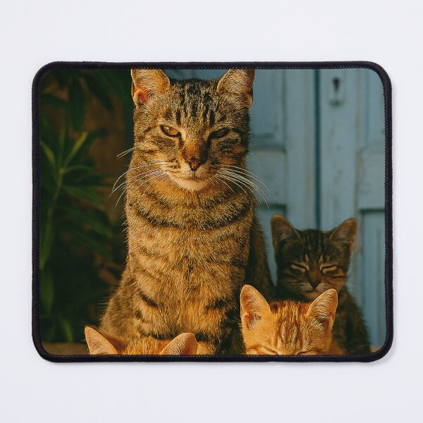 Item preview,  "Trio Felino ao Entardecer" designed and sold by Leonornature.