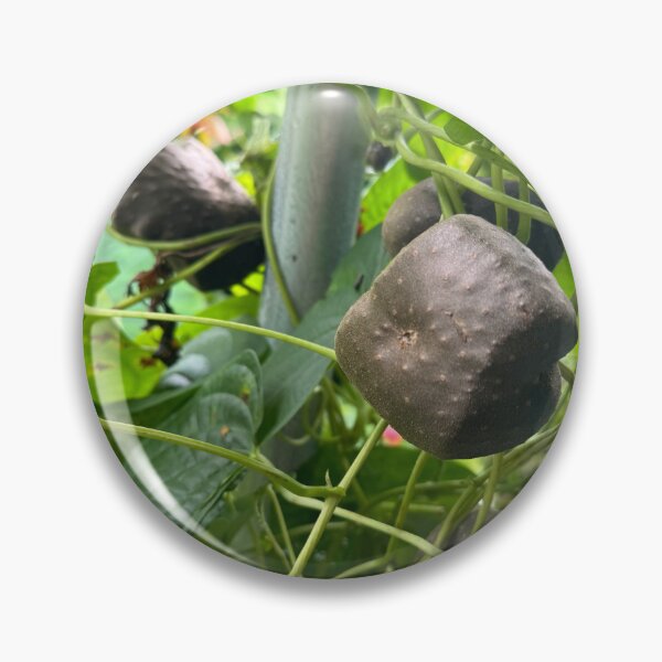 Item preview, Air Potato Vine designed and sold by TrisaThyme.