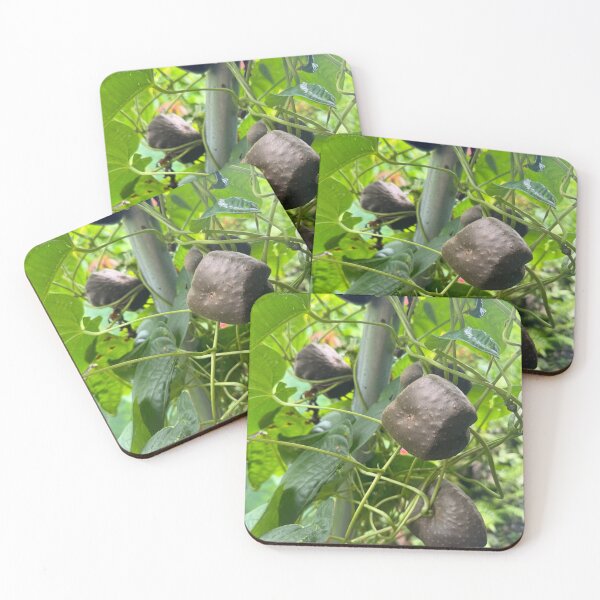 Item preview, Air Potato Vine designed and sold by TrisaThyme.