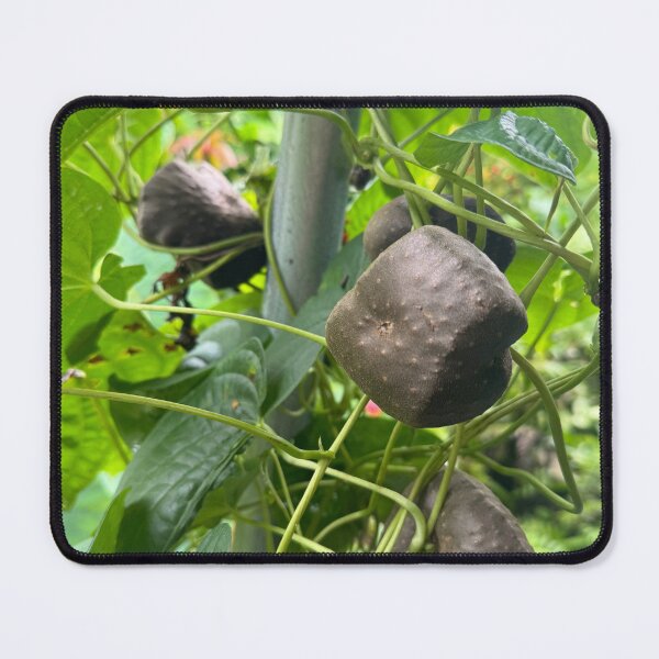 Item preview, Air Potato Vine designed and sold by TrisaThyme.