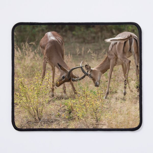 Item preview, Locked Horns — Young Impalas Sparring in the Grass, Africa designed and sold by DavideAntoniani.