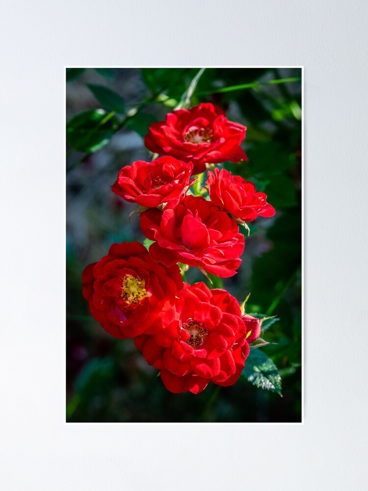 Miniature Roses Poster By Avalon Redbubble,Evaporated Milk