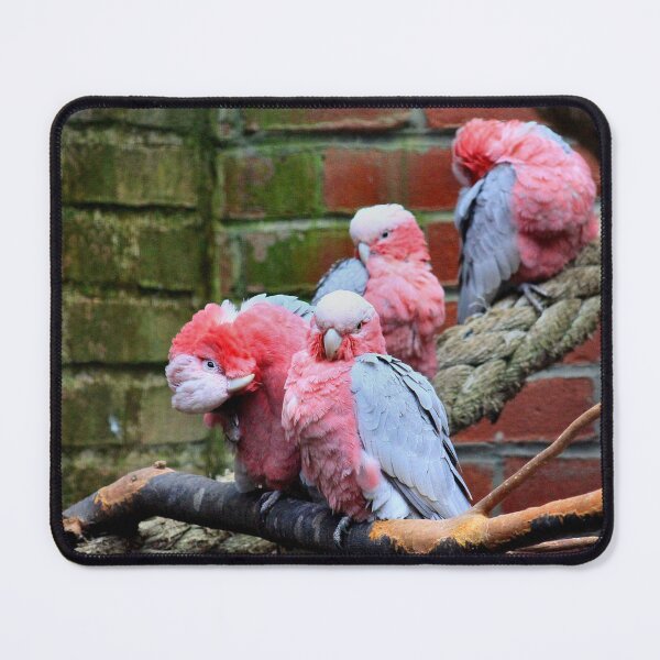 Item preview, Grooming galahs designed and sold by missmoneypenny.
