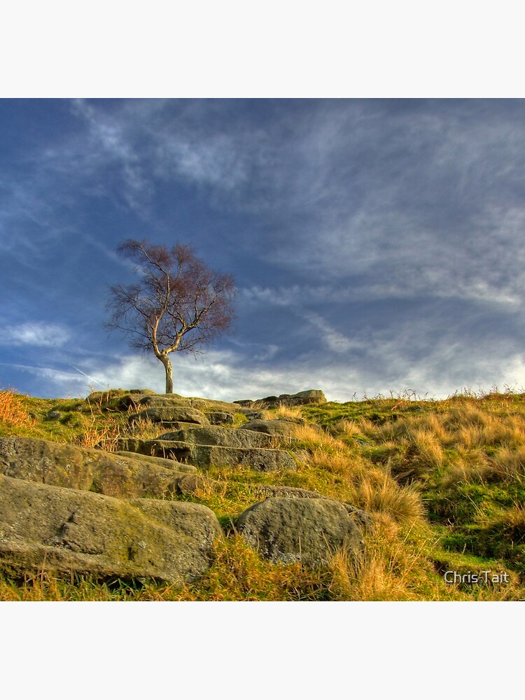 Lone Tree by christait