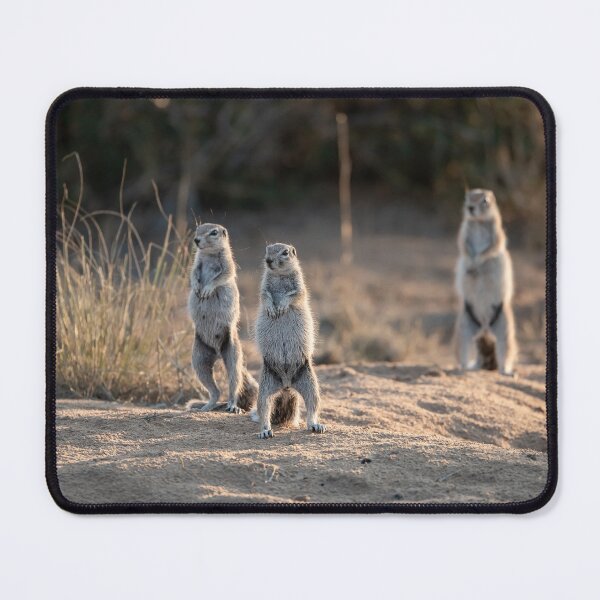 Item preview, Sunlit Sentinels — Ground Squirrels Standing in the Sand, Africa designed and sold by DavideAntoniani.